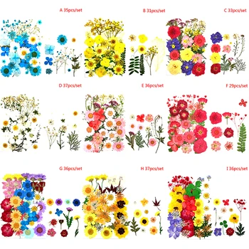 36pcs Presat Flori Mixte de Flori Uscate DIY Arta Florale, Decoruri Colecție Cadou
